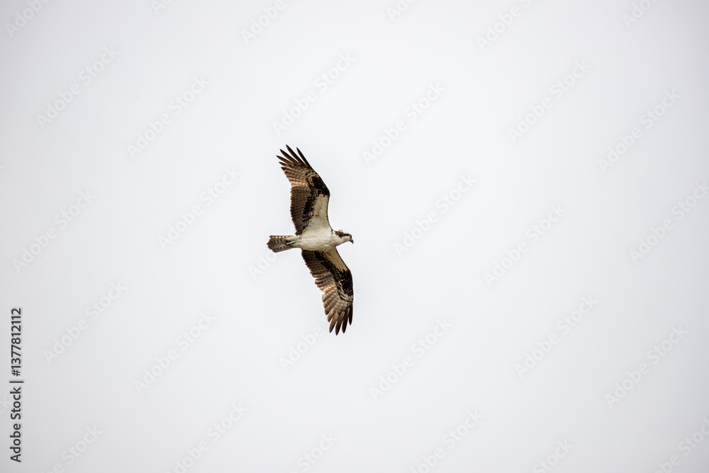 Fototapeta premium A large bird of prey soaring through a bright blue sky in Banff National Park, Canada
