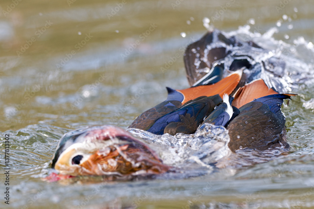Obraz premium Canard mandarin mâle (Aix galericulata) dans l'eau du Bois de Vincennes