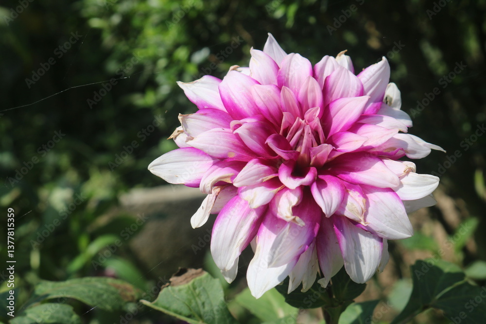 Fototapeta premium Pink Dahlia Flower Close-Up - Vibrant Petals, Garden Beauty, Nature Photography