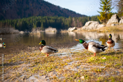 Fototapeta Naklejka Na Ścianę i Meble -  duck in the alpine lake Fusine in Italy, Tarvisio