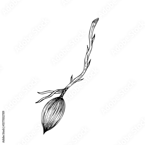 Vector flying witch's broom. Hand painted linear wizard halloween illustration. Graphic monochrome sketch isolated on background. For designers, prints, logo, icon, menu, postcards, holiday, covers