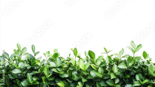 Wallpaper Mural Natural green plant border texture isolated on white background Torontodigital.ca