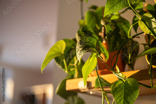Houseplant Scindapsus pictus Exotica in clay pot on wooden shelf at home. Climbing Satin Pothos and Epipremnum plant illuminated by sunlight. Selective soft focus.