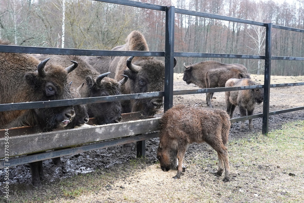 Fototapeta premium A herd of European bison with a small bison calf eat crushed oats from a wooden feeder at a feeding ground in early spring in a nature park and reserve as a concept for caring for rare animals