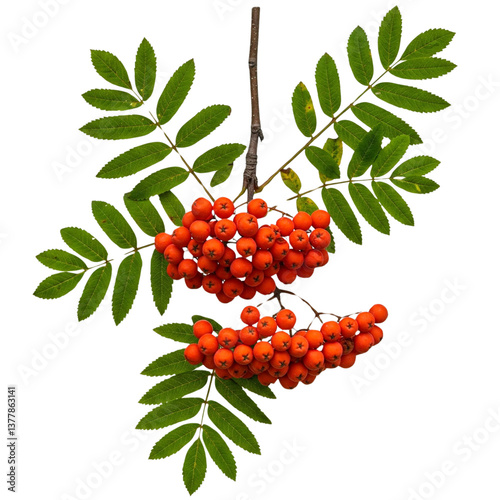 Rowan isolated on transparent or white background, png 