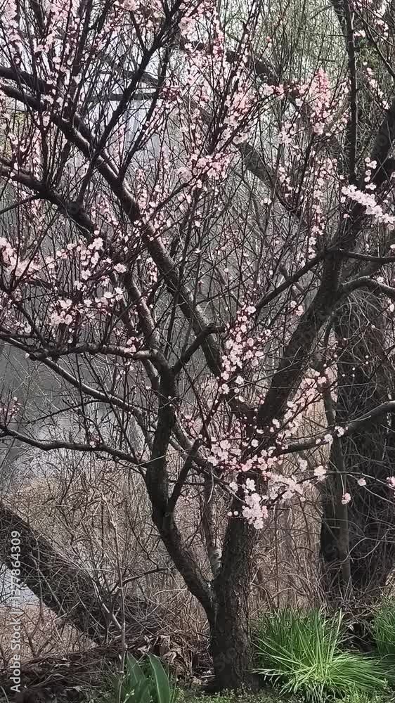 BLOSSOMING TREES IN SPRING. white color on trees. flowering trees over water. BLOSSOMING TREES IN SPRING. white color on trees. flowering trees over water.