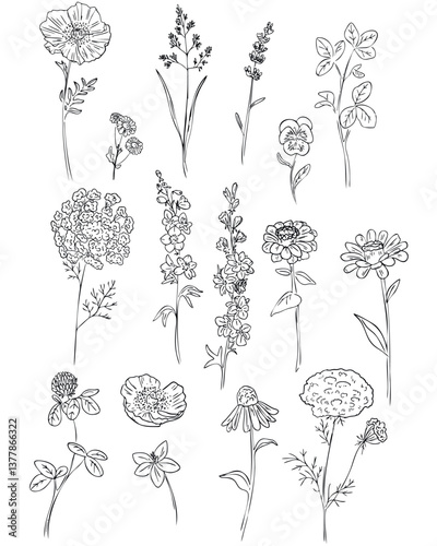 Flower line. Botanical elements. Vector line art	