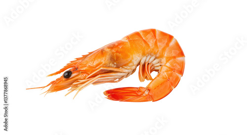Isolated Shrimp