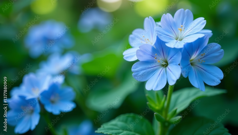 Geranium blue flowers in full bloom with green leaves, colorful, spring, fresh Geranium blue flowers in full bloom with green leaves, colorful, spring, fresh