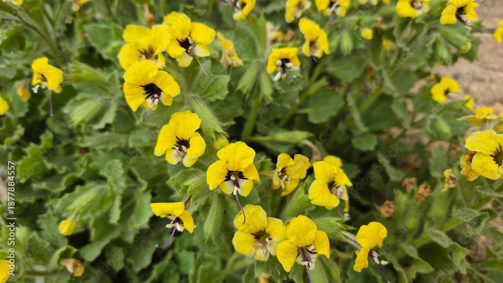 Obraz premium Hyoscyamus aureus (golden henbane) is a species of plant in the family Solanaceae