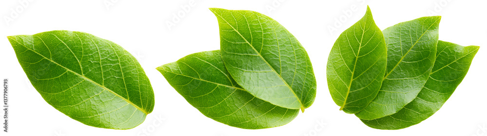 Walnut leaf isolated png. Green walnut leaf on white or transparent background. Flat lay leaves no background. Top view nut leaves. Full depth of field. Walnut leaf isolated png. Green walnut leaf on white or transparent background. Flat lay leaves no background. Top view nut leaves. Full depth of field.