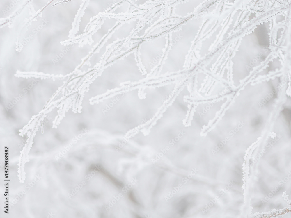 Snow and rime ice on the branches of bushes. Beautiful winter background with trees covered with hoarfrost. Plants in the park are covered with hoar frost. Cold snowy weather. Cool frosting texture.