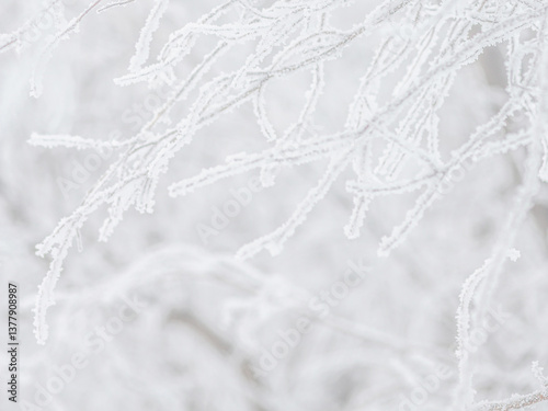 Snow and rime ice on the branches of bushes. Beautiful winter background with trees covered with hoarfrost. Plants in the park are covered with hoar frost. Cold snowy weather. Cool frosting texture.