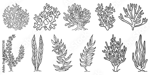 Flat outline seaweed and coral. Abstract organic shape, underwater plant, Matisse element, cute sea drawing. Cartoon sea floral set isolated on white background. Trendy minimal vector set.