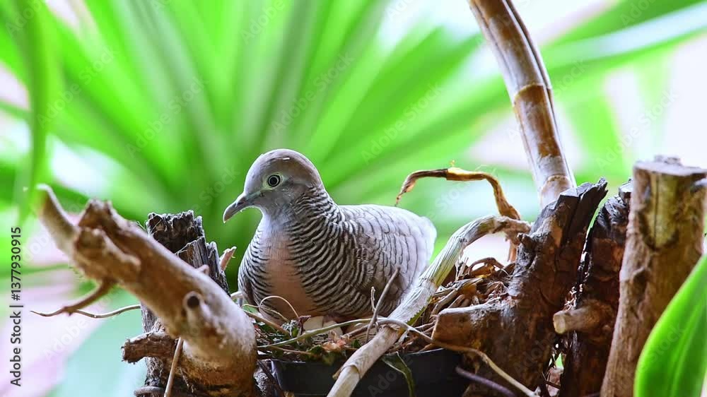 Bird (Dove, Pigeon or Disambiguation) Pigeons and doves is mother bird hatching eggs in bird nest on a tree in a nature wild