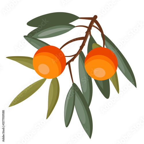 Flat vector illustration of sea buckthorn with leaves and branch, isolated on white background.