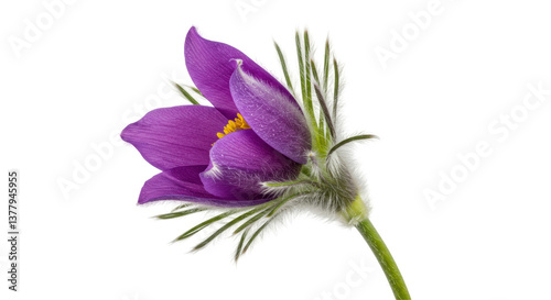 Canvastavla Isolated Purple Pasque Flower