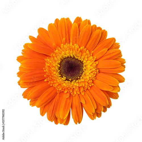Bild auf Leinwand Orange gerbera daisy flower isolated on transparent background