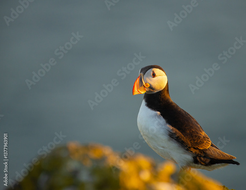 Atlantic Puffin on an island in Scotland