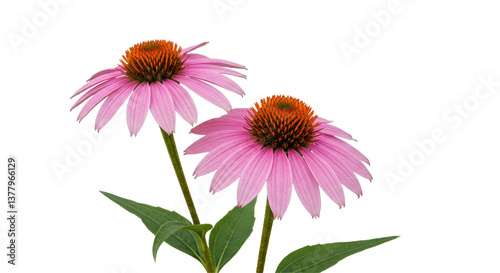 Fototapeta Naklejka Na Ścianę i Meble -  Isolated Purple Coneflower Flowers
