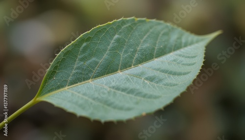 Close up Detailed View of a Single Green Leaf with Visible Veins and Texture in Nature