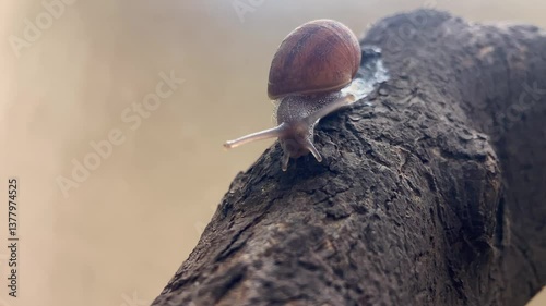 Close-up of Snail Crawling Slowly on Tree Branch