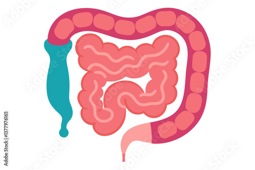 Cartoon Human Colon Colorful Bowel Anatomy, Digestive System, Medical Health and Educational Design