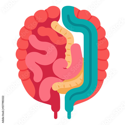 Colorful Flat of Human Digestive System Anatomy, Intestines, Colon, and Digestion Tract on White