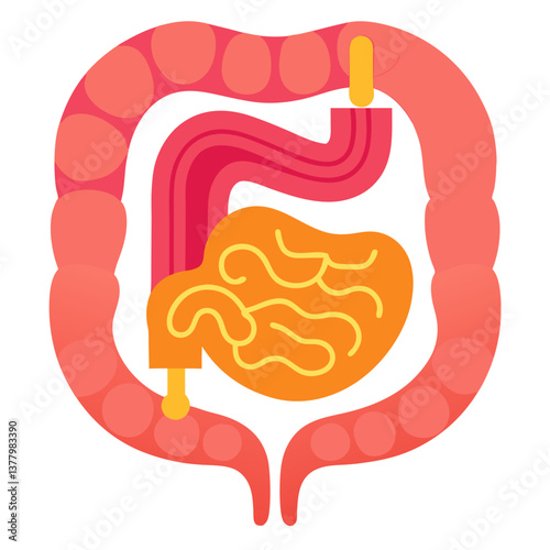 Colorful of the Human Colon and Intestines for Medical or Educational Purposes