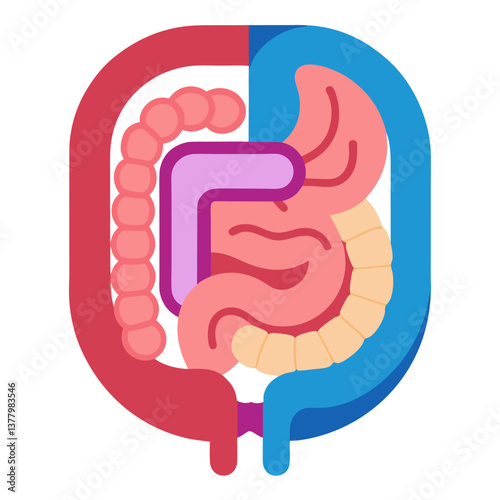 Colorful Simplified Anatomical of Human Digestive System Organs Including Stomach, Intestines, Liver and Colon