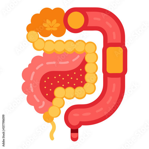Flat Design Human Colon Anatomy Digestive System, Intestines, and Bowel Concept for Medical Explanations