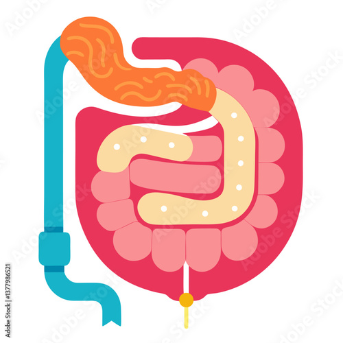 Flat Design of the Human Colon, Rectum, and Appendix A Simple Anatomical Study for Medical Use