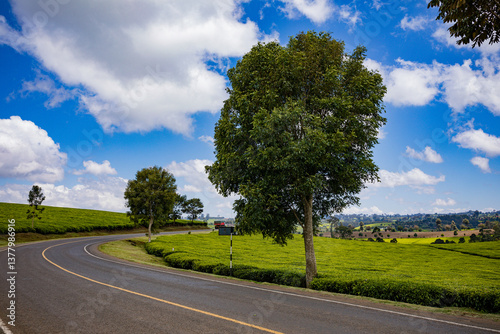 country road in the countryside Green tea leaves farm field plant vegetation meadows plantations landscape skyline farming Tigoni Limuru Central province Kiambu County Kenya East Africa