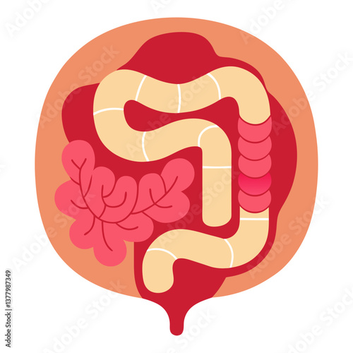 Human Colon Anatomy Flat Design Large Intestine, Small Intestine, Cecum, and Rectum Diagram