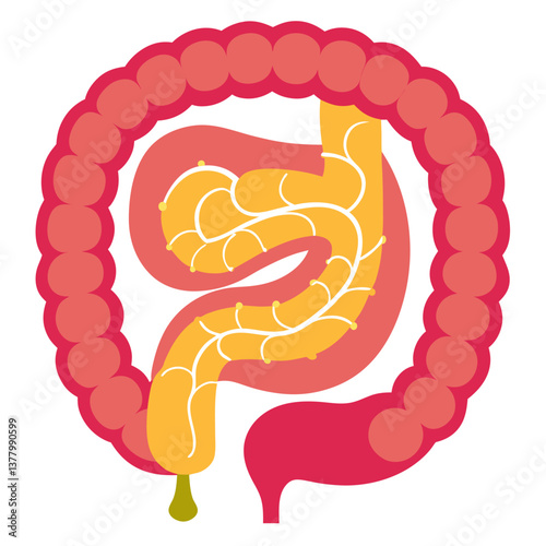 Simple Diagram of the Human Colon and Digestive System, with Red and Yellow Sections, on White