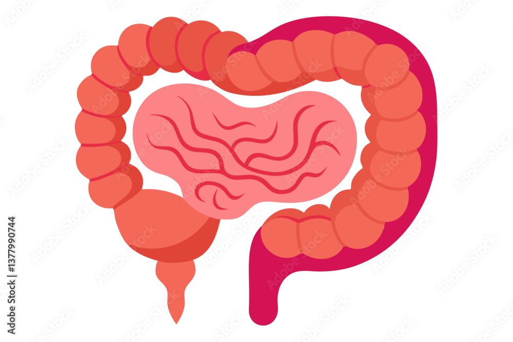 Simplified Anatomical of the Human Colon with Small Intestine on White Background Simplified Anatomical of the Human Colon with Small Intestine on White Background