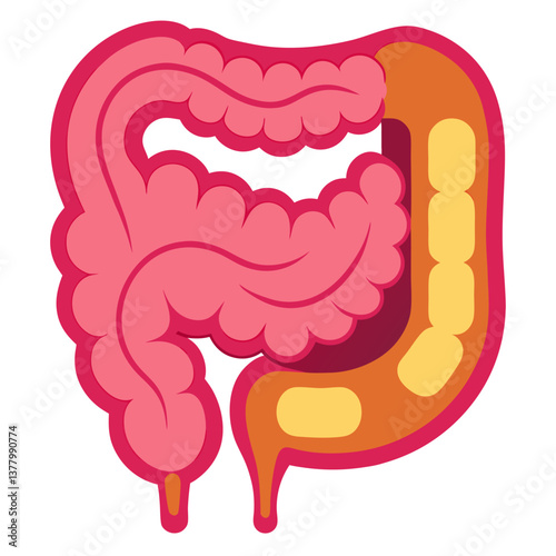 Simplified Anatomical of Colon, Small Intestine, and Large Intestine with Clean Style for Medical or Educational Use