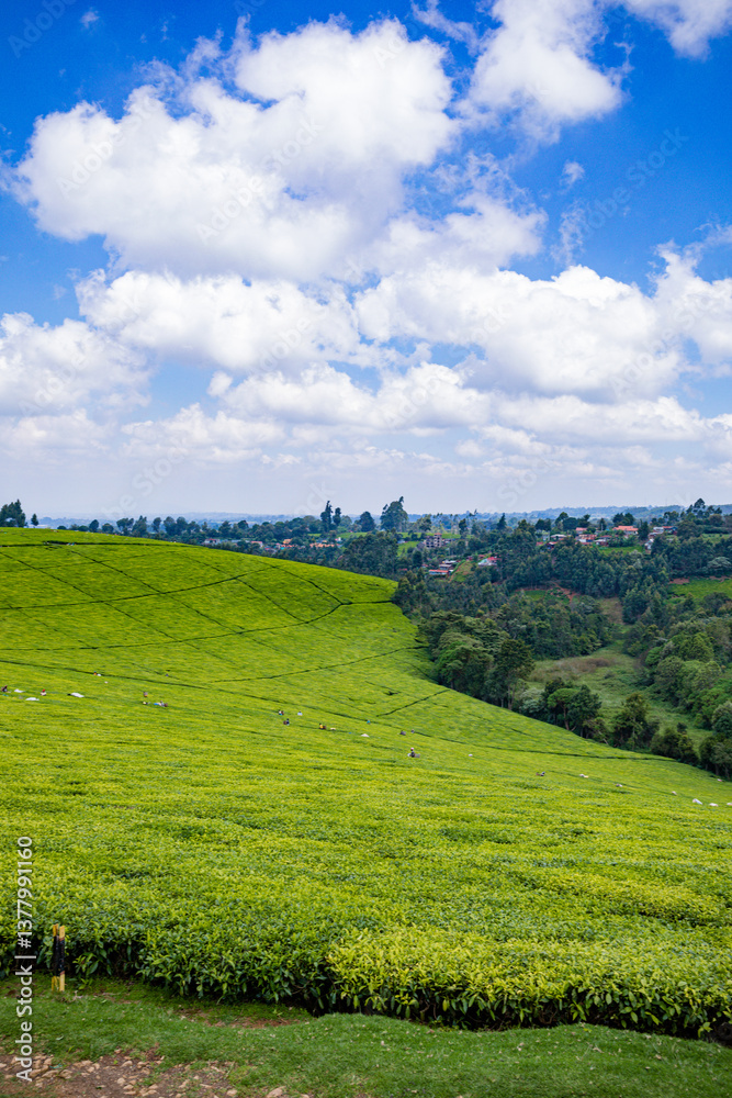 Obraz premium landscape with green field and blue sky