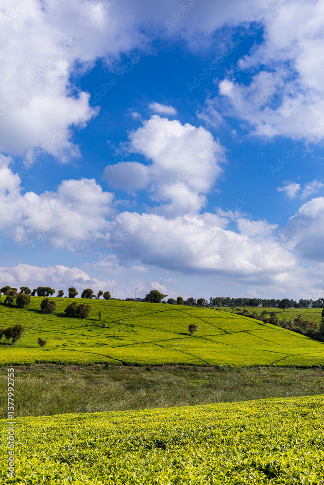 Fototapeta premium field of yellow flowers Tea farm green leaves