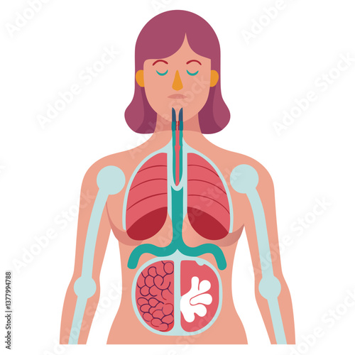 Flat Woman with Internal Organs with Transparent Background