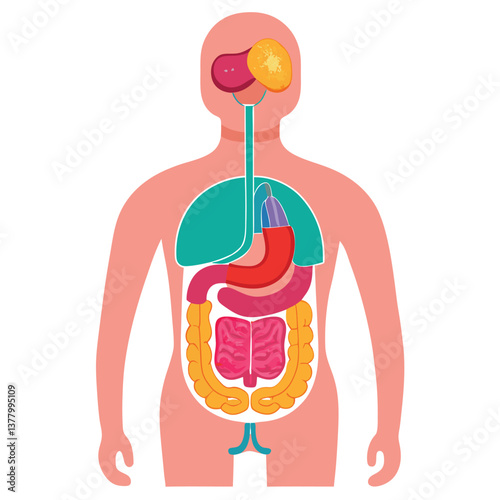 Human Anatomy Showing Internal Organs on a Silhouette Figure Design