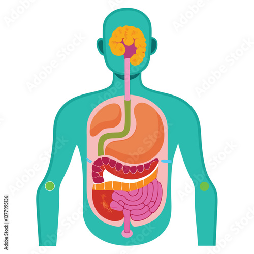 Human Anatomy with Internal Organs Displayed on a Teal Body