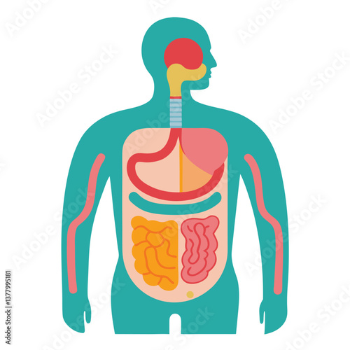 Human Anatomy With Internal Organs Flat Design, Teal Silhouette