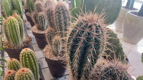Close-up of Small Decorative Potted Cacti Indoor
