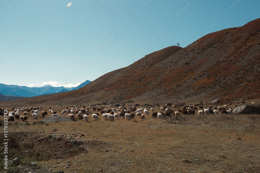 A rugged mountain landscape in the Altai Republic, Russia, with goats grazing in the wild terrain.