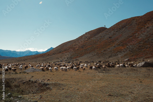 Obraz na płótnie A rugged mountain landscape in the Altai Republic, Russia, with goats grazing in the wild terrain. w salonie