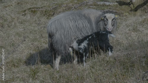 Goats and kid baby goats grazing on grass and relaxing in Norway
