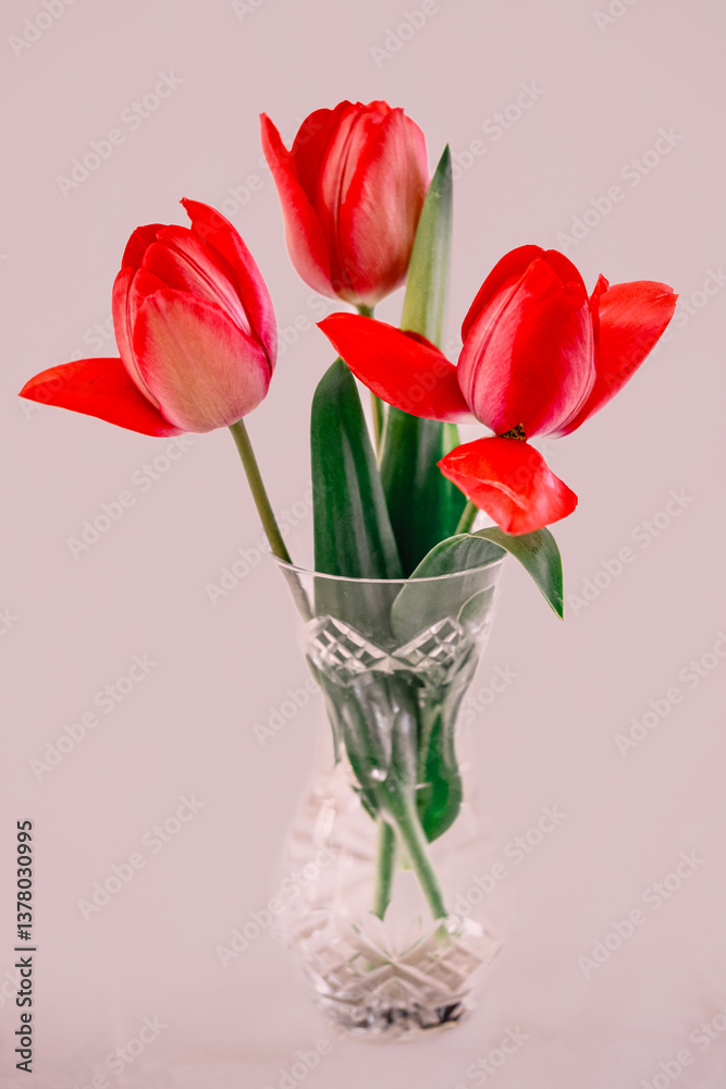 Obraz premium Red Tulips In A Vase At A Village Spring Show In Oxfordshire