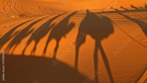 Shadows of Camels Crossing the Desert Sand Dunes Merzouga Erg Chebbi of Morocco
