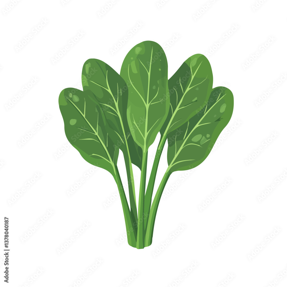 Spinach, Flat vector, minimalist design, isolated on a white background. Spinach, Flat vector, minimalist design, isolated on a white background.